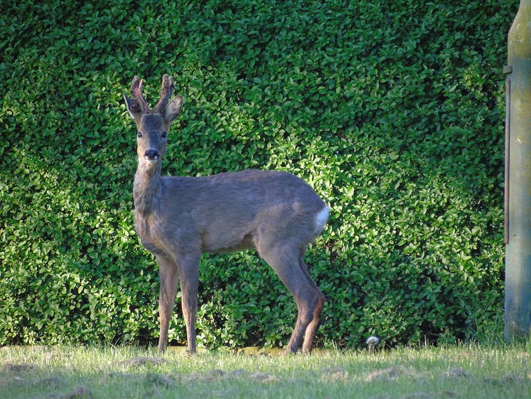 Scottish Gamekeepers Oppose Lead Shot Ban